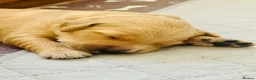 Golden Retriever dogs for sale: KC Registered Golden Retriever Puppies    - Advert 10
