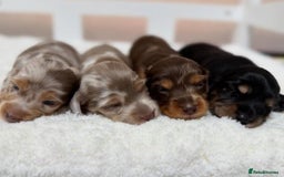 Dachshund dogs for sale: M/F Dachshund Pups - Image 2