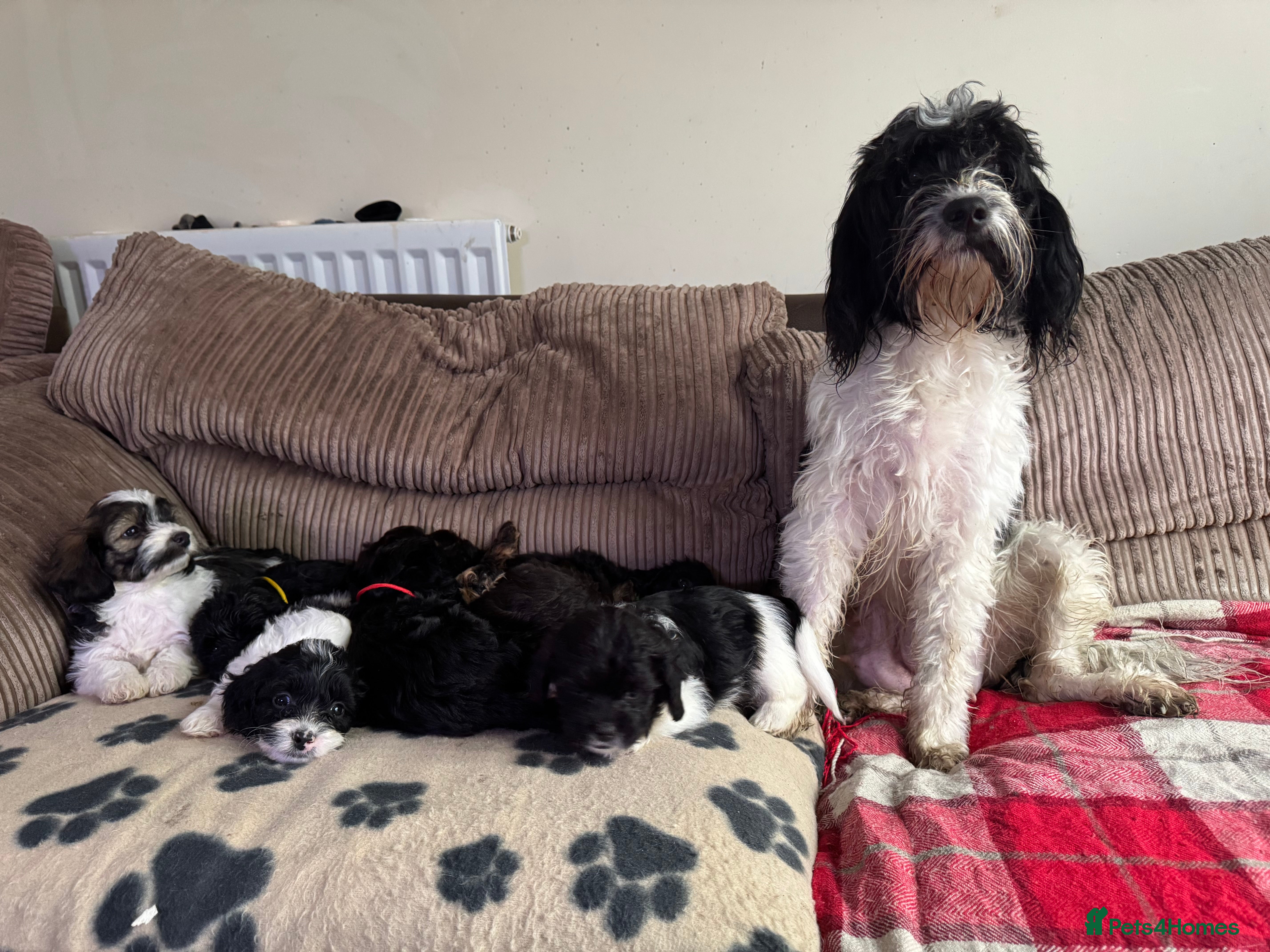 Mixed Breed dogs 7 Spinger cross Shihpoo puppies - Advert 3