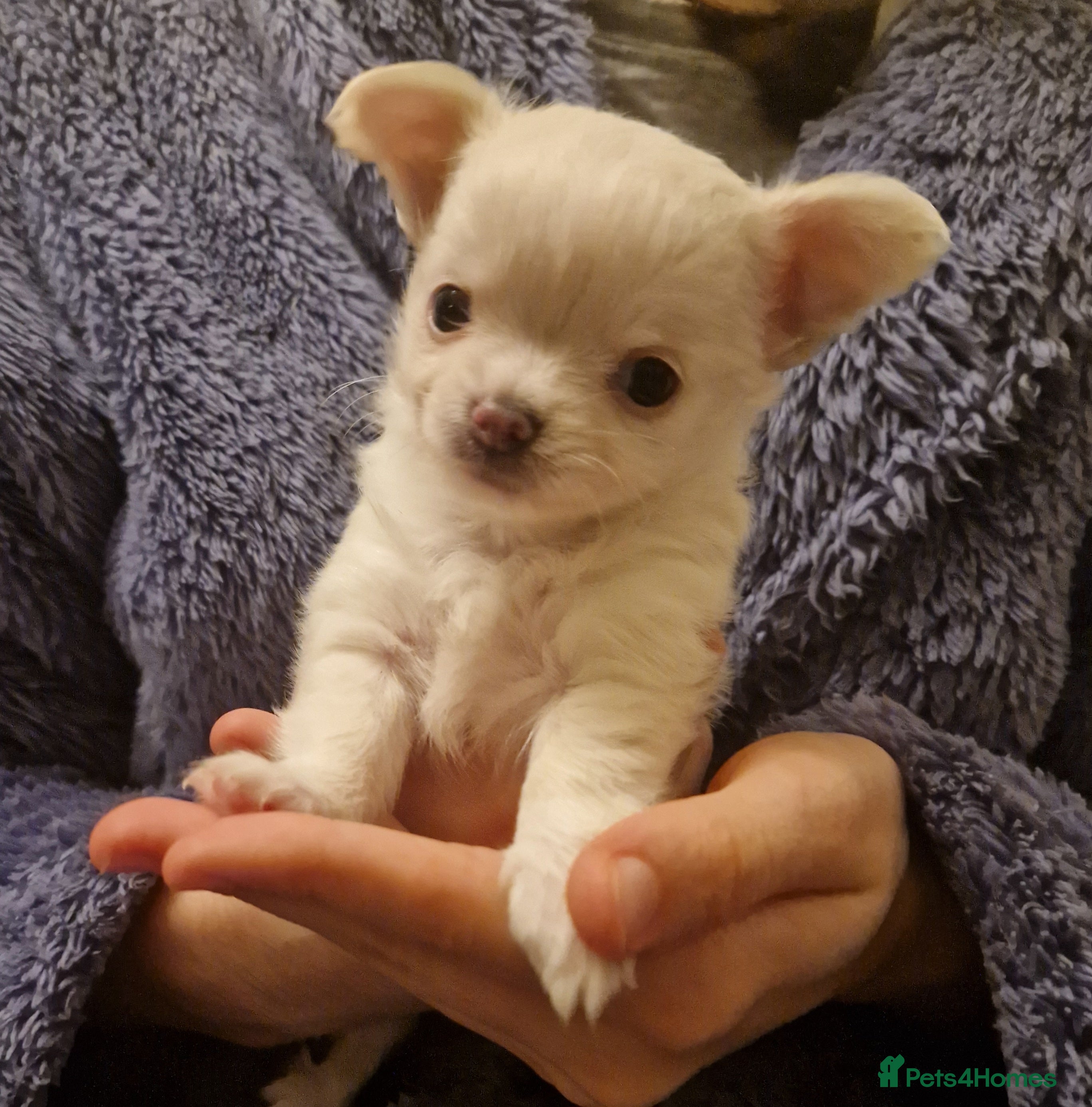 Chihuahua dogs Pure White Chihuahua Male Puppies For Sale - Advert 21
