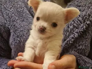 Chihuahua dogs Pure White Chihuahua Male Puppies For Sale - Advert 21