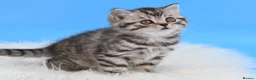 Scottish Fold cats for sale: LICENSED CATTERY Last KittenPURE BREED TOP QUALITY - Advert 14