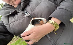 Guinea Pig rodents for sale: Baby Guinea Pigs ready now - Image 25