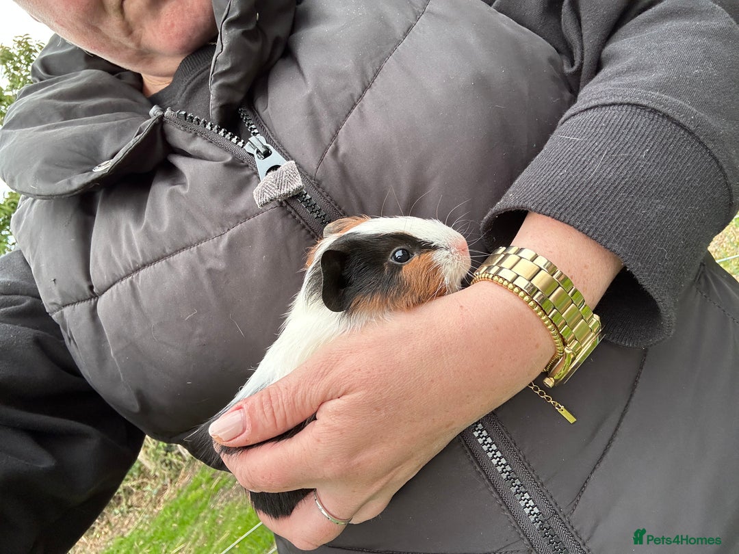 Guinea Pig rodents for sale: Baby Guinea Pigs ready now - Image 25