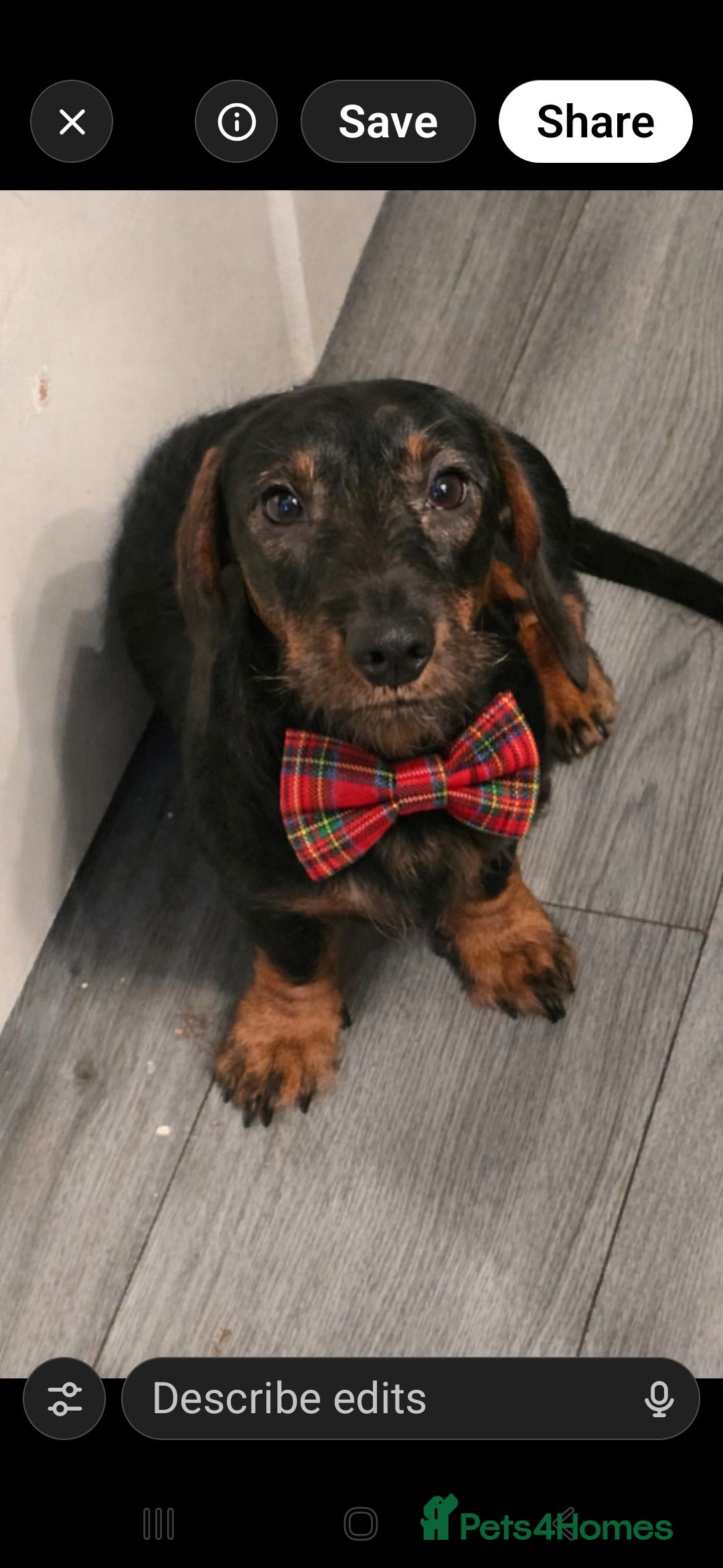 Dachshund dogs for sale: Delightful Male Dachshund. Gorgeous Personality. - Advert 1