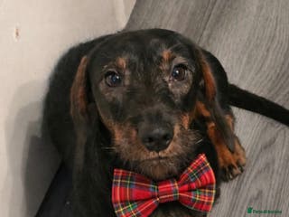 Dachshund dogs Delightful Male Dachshund. Gorgeous Personality. - Advert 2
