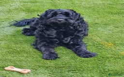 Cockapoo dogs for stud: F1 black male cockerpoo for stud. 3yrs old.  - Image 1