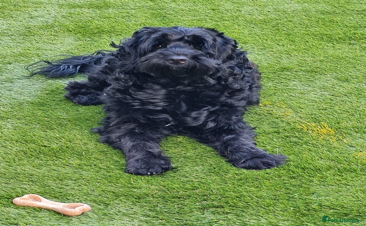 Cockapoo dogs - Advert 1