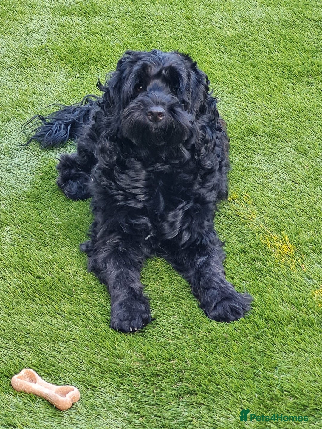 Cockapoo dogs for stud: F1 black male cockerpoo for stud. 3yrs old.  - Image 1