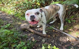 American Bulldog dogs for sale: Rescue Ozzy  - Image 11