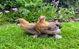 Chickens poultry for sale: Bantams and Pekins for sale - Image 7