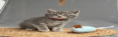 British Shorthair 1
