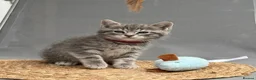 British Shorthair cats for sale: British shorthair mix (5 kittens ready to go) - Advert 20