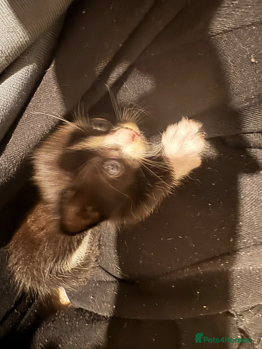 Mixed Breed cats for sale: Kitten  - Advert 1