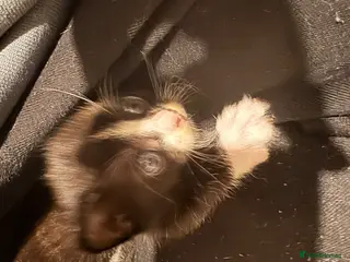 Mixed Breed cats Kitten - Advert 1