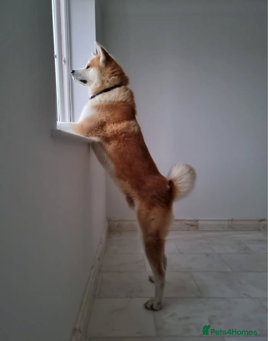 Japanese Akita Inu dogs for stud: Studding: 5-Generation Pedigree Japanese Akita in Welwyn Garden City - Image 5