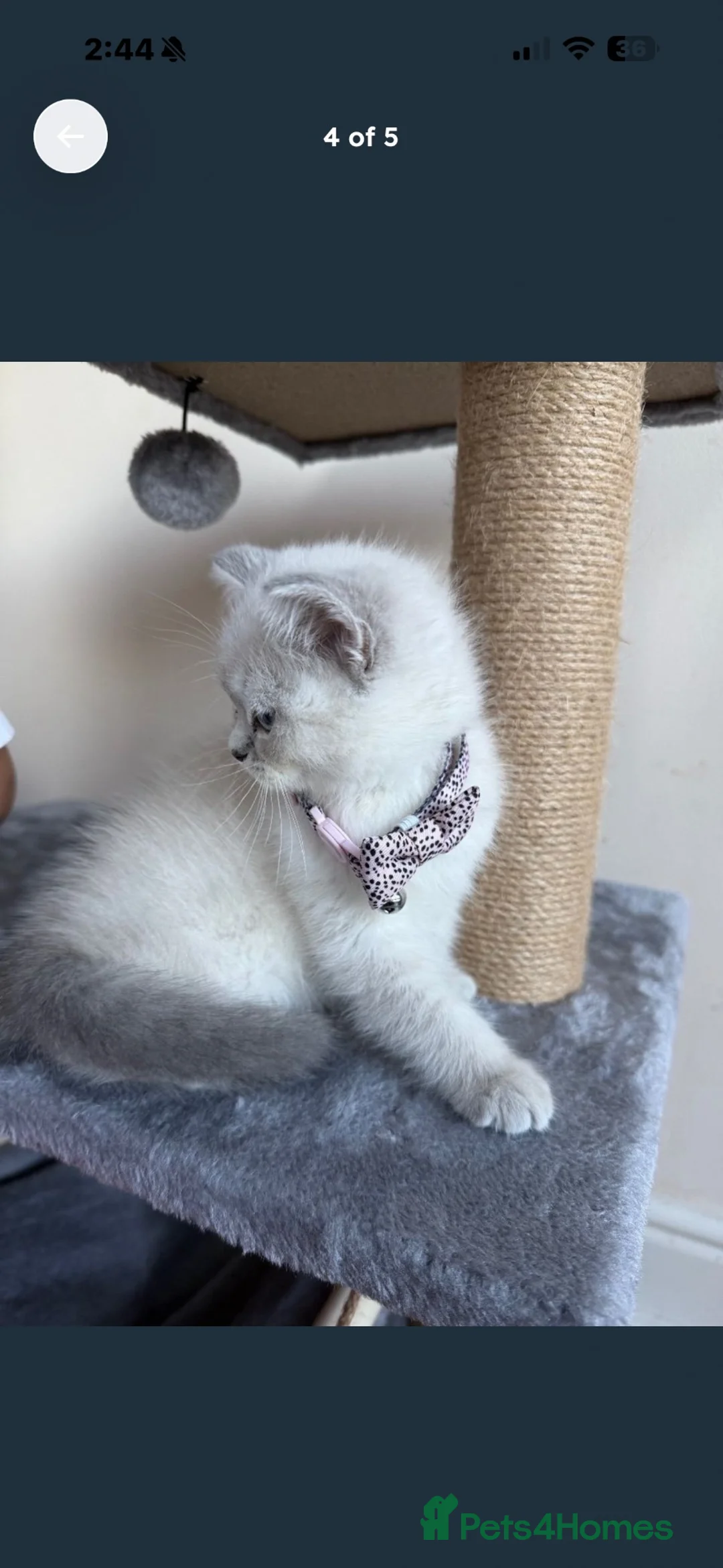British Shorthair cats for sale: Beautiful British Shorthair Kitten – Loving Home in London - Advert 1