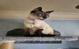 Balinese cats for sale: Kitten for sale - Image 11