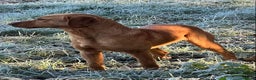 Labrador Retriever dogs for stud: EXTENSIVELY HEALTH TESTED FOX RED LABRADOR AT STUD in Petworth - Advert 7
