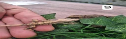 Gecko reptiles for sale: Crested geckos - Advert 17