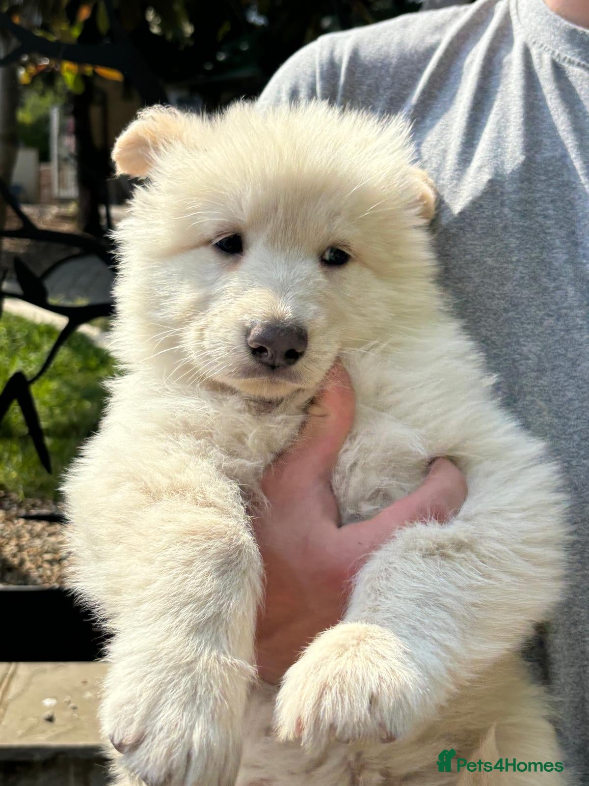 German Shepherd dogs 💙Big Blue Fluffy GSD Pups💙KC Reg*Available* - Advert 1