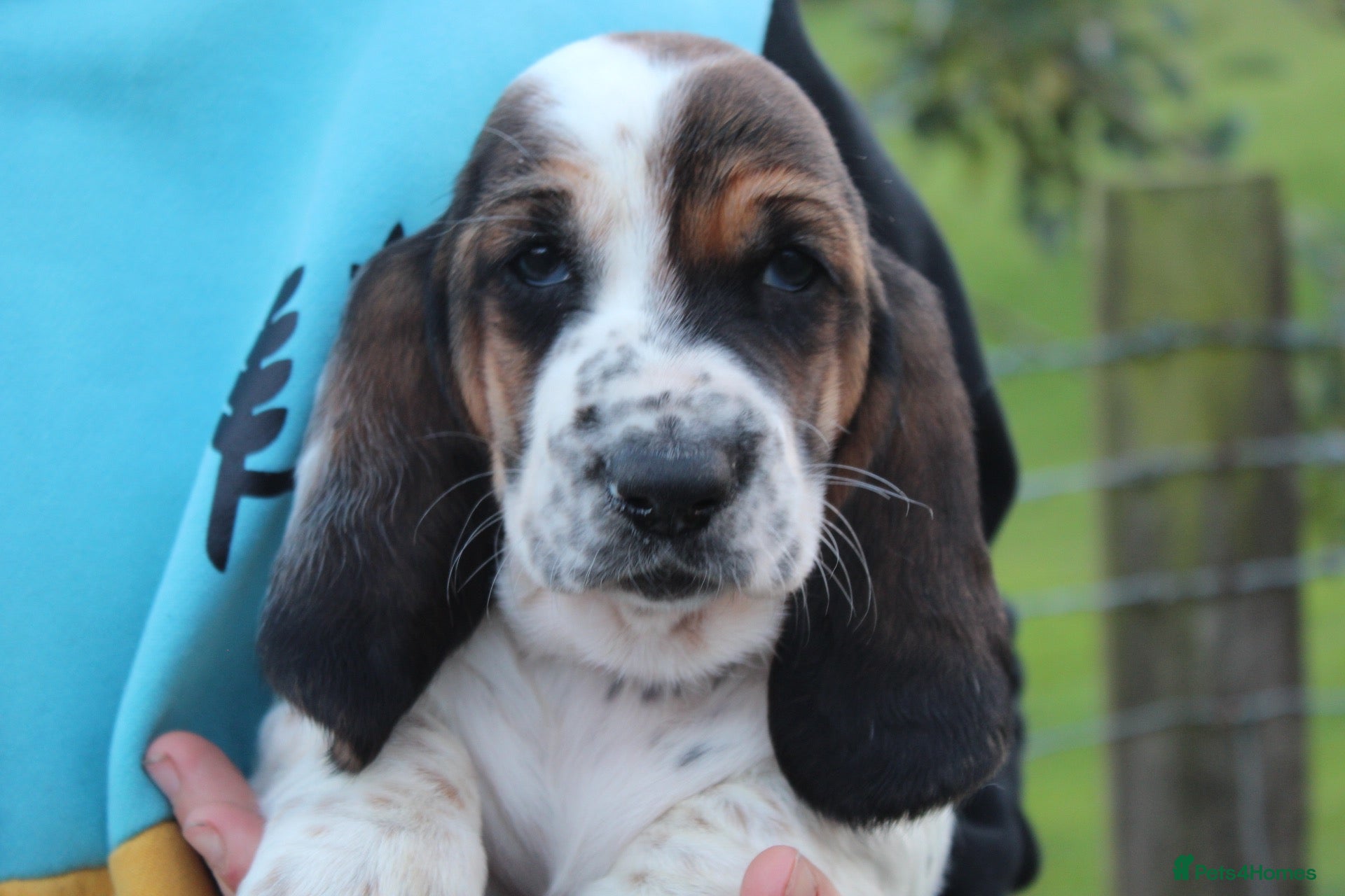 Basset Hound dogs Tri colour Bassethound puppies - Advert 2