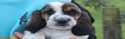 Basset Hound dogs for sale: Tri colour Bassethound puppies - Advert 2