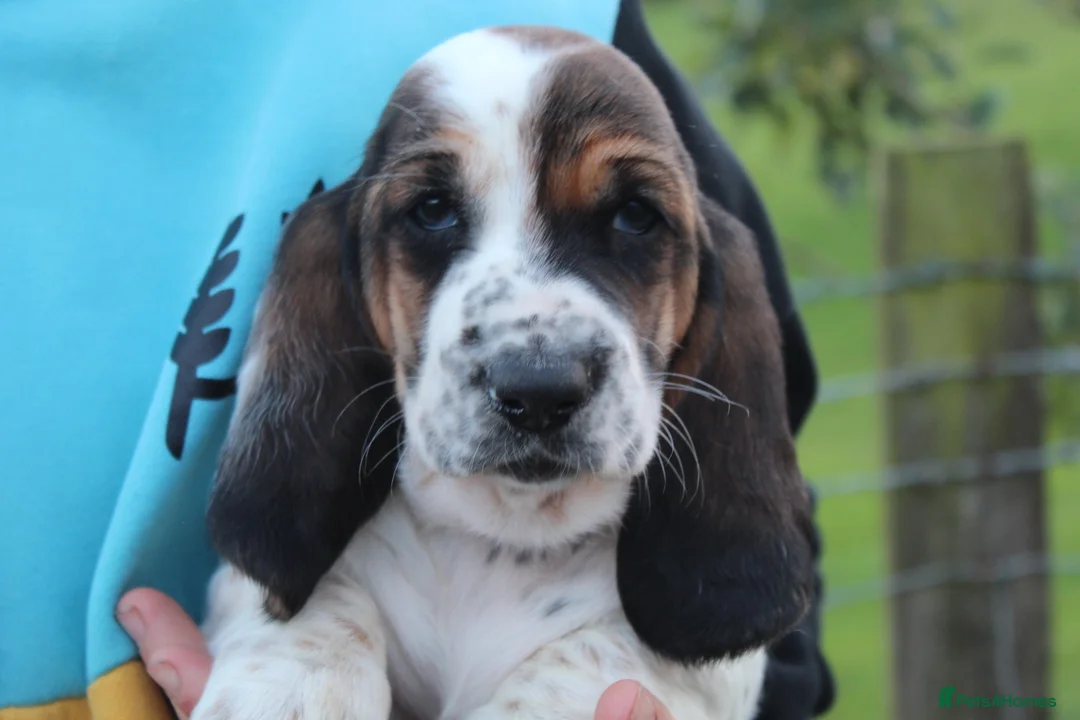 Basset Hound dogs for sale: Tri colour Bassethound puppies - Advert 2