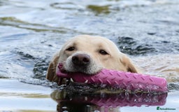Labrador Retriever dogs for sale: Black Labrador Puppies  - Image 13
