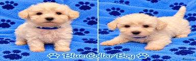 Blue collar