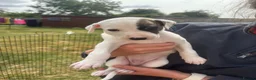 Mixed Breed dogs for sale: Lurcher pups for sale in Banbury - Advert 9
