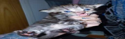 Mixed Breed cats for sale: mixed munchkins  - Advert 6