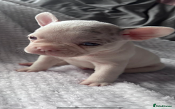 French Bulldog dogs for sale: French bulldog pups 3 females 2 males  - Image 5