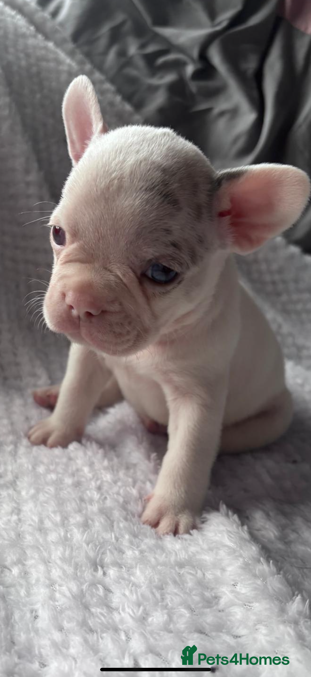 French Bulldog dogs for sale: French bulldog pups 3 females 2 males  - Image 5