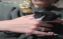 Mixed Breed cats for sale: 2 kittens for sale - Advert 2