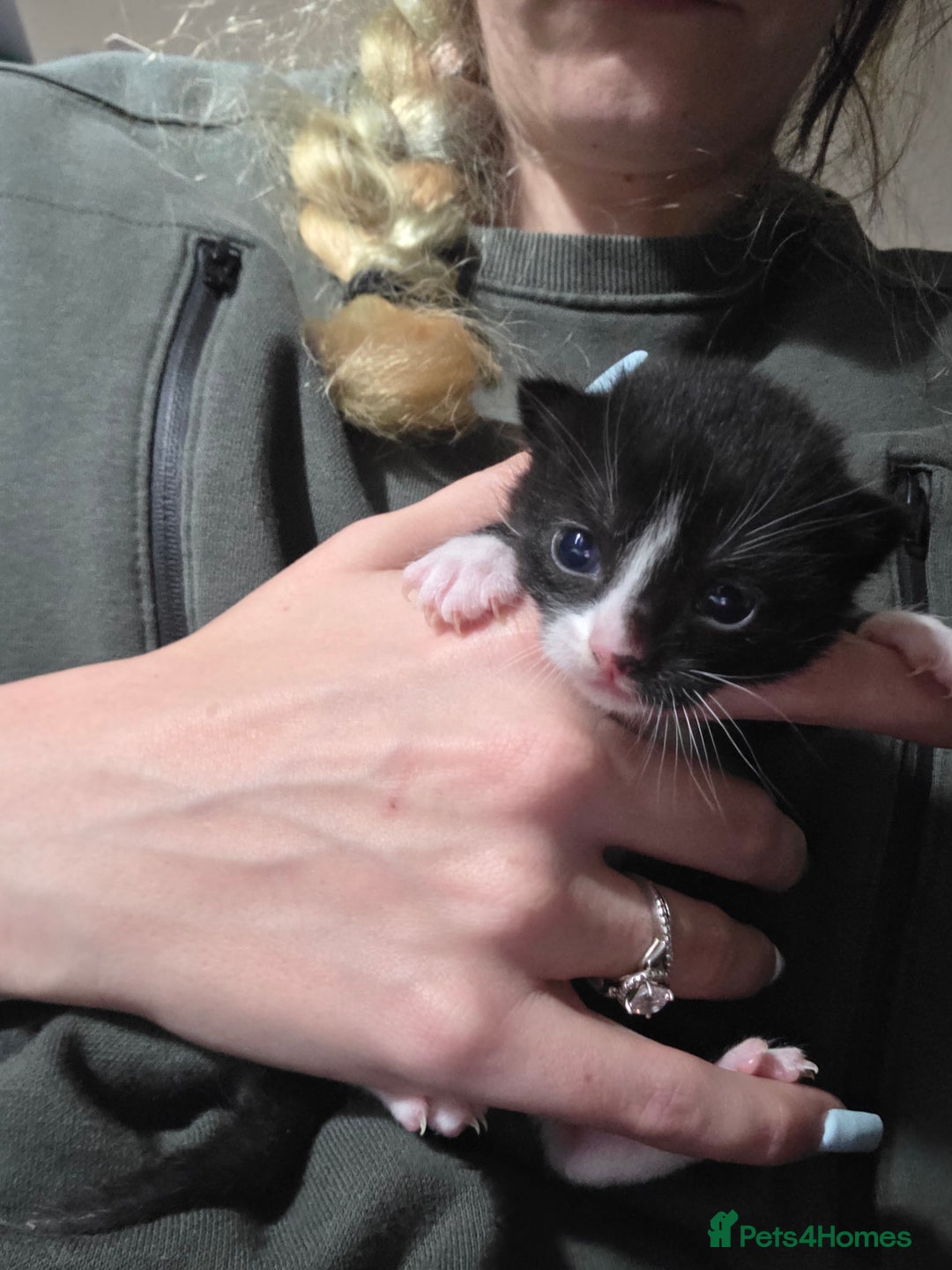 Mixed Breed cats for sale: 2 kittens for sale - Advert 2