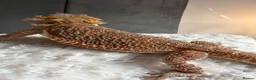 Bearded Dragon reptiles for sale: Bearded dragon for sale (ASAP) + vivarium/without - Advert 5