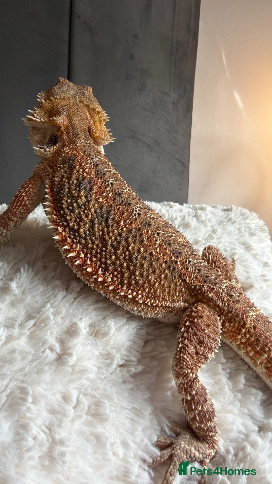 Bearded Dragon reptiles for sale: Bearded dragon for sale (ASAP) + vivarium/without - Advert 5