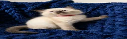 Ragdoll cats for sale: 3 beautiful Ragdoll boys looking for loving home💙 - Advert 8