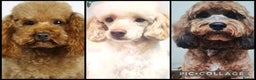 Miniature Poodle dogs for stud: Professional Stud Service - Red, Phantom, Parti in Eastleigh - Advert 2