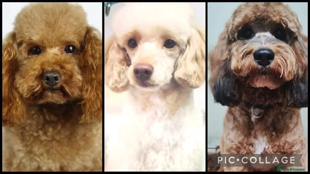 Miniature Poodle dogs for stud: Professional Stud Service - Red, Phantom, Parti in Eastleigh - Advert 2
