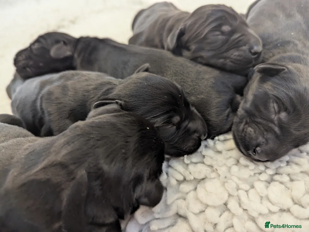 Giant Schnauzer dogs for sale: Health Tested Black Giant Schnauzer Pups  in Morecambe - Advert 1