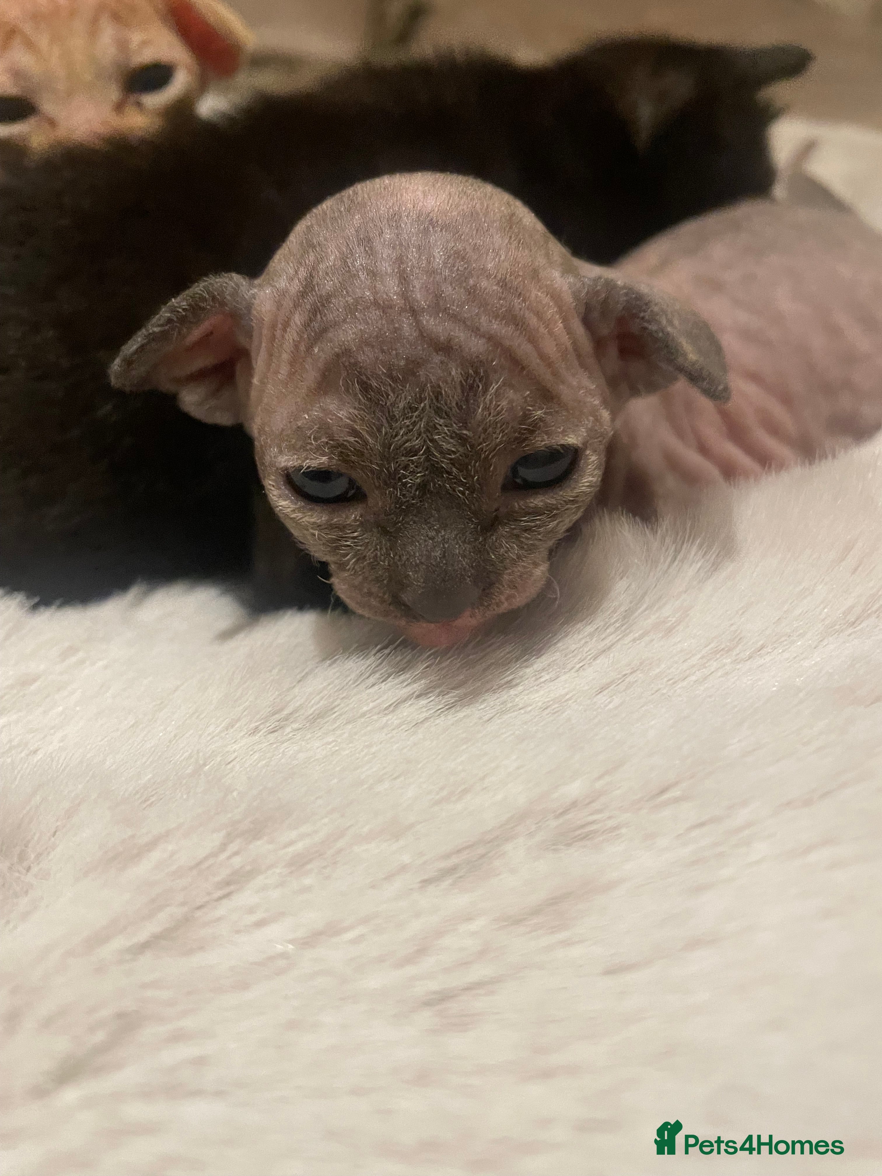 Sphynx cats Beautiful Sphynx cross orinetal kittens  - Advert 5