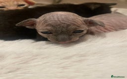 Sphynx cats for sale: Beautiful Sphynx cross orinetal kittens  - Advert 1
