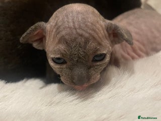 Sphynx cats Beautiful Sphynx cross orinetal kittens - Advert 1