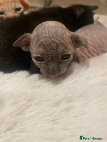 Sphynx cats Beautiful Sphynx cross orinetal kittens - Advert 1