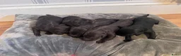 Labradoodle dogs for sale: Labradoodle Litter from Health Tested Parents - Advert 5