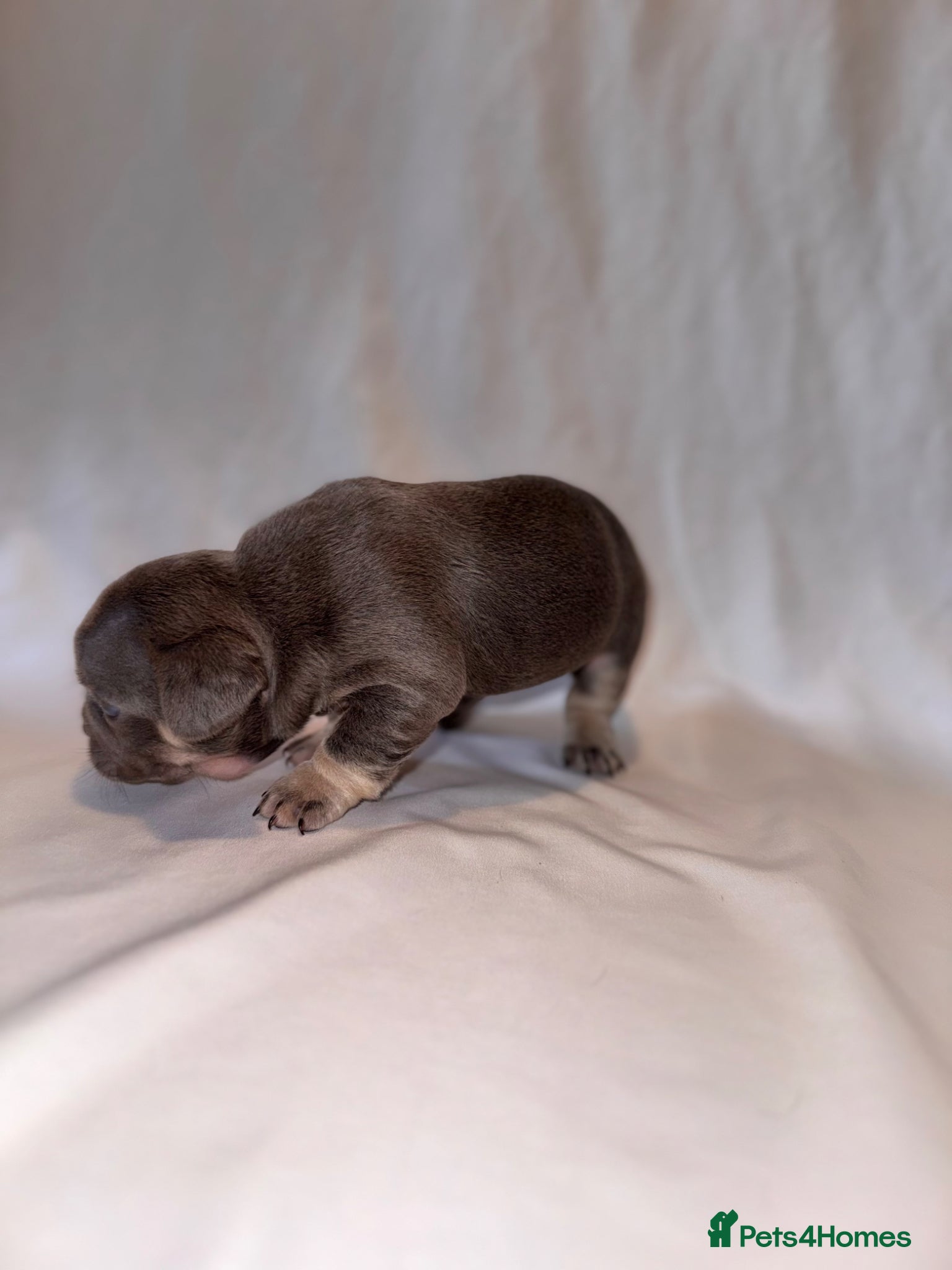 French Bulldog dogs for sale: Exceptional French Bulldog Puppies in Bristol - Advert 6