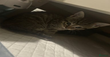 Mixed Breed cats - Advert 12