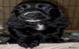 Cocker Spaniel dogs for sale: Cocker Spaniel Puppies - Image 2